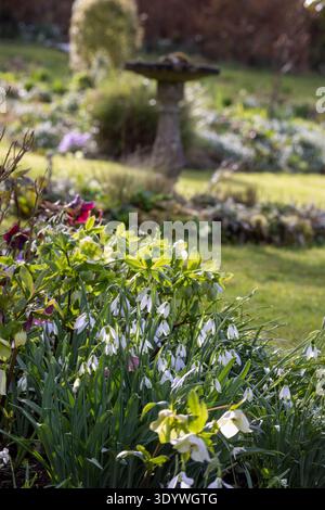 Schneeglöckchen und Hellebores in einem Landhausgarten im Frühling Stockfoto