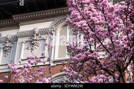 Historische europäische Gebäudefassade mit rosa Magnolienbäumen in Blüte, frühlingshafte Stadtszene mit klassischer Architektur. Stockfoto