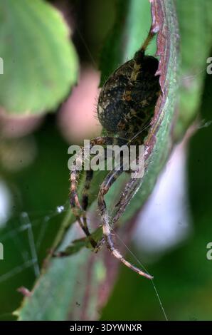 Gartenkreuzspinne (Araneus diadematus) im Laub Stockfoto