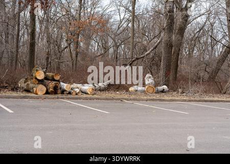 Große geschnittene Baumstämme und Baumstämme, die in der Nähe eines Parkplatzes in einem Park liegen, nachdem sie in naturbelassenen Waldgebieten geschnitten und entfernt wurden. Stockfoto