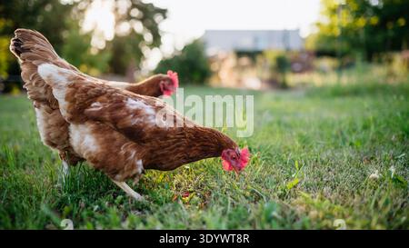 Freilandhühner, die im Freien frisches Gras fressen. Stockfoto