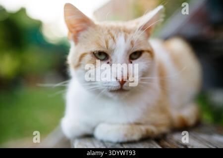 Eine einheimische Ingwerkatze, die draußen im Garten ruht. Stockfoto
