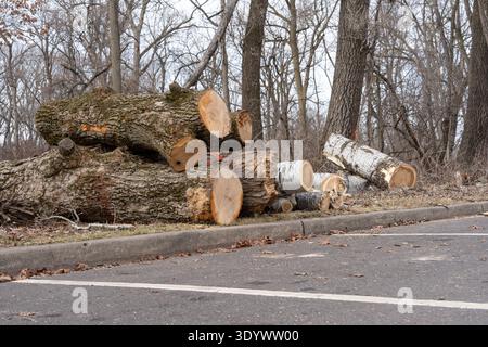 Frisch geschnittene Baumstämme, die in der Nähe eines Parkplatzes in einem Park nach dem Entfernen und der Wartung von Bäumen gestapelt wurden. Natürliche Holzstruktur und Umweltlandschaft Stockfoto