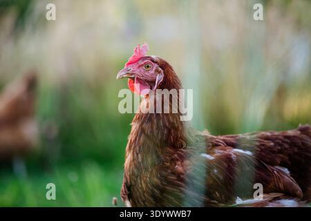 Freilandhühner, die im Freien frisches Gras fressen. Freilandhühner, die im Freien frisches Gras fressen. Kopierbereich. Modell freigegeben Stockfoto
