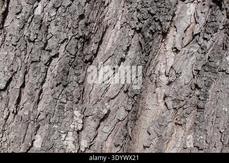 Texturhintergrund für europäische Eiche oder quercus robur Baumrinde Stockfoto