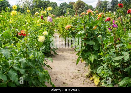 Farbenfroher Dahlia Garden Path Flowers Garden. Dahlien in der Sommernatur. Mischen Sie Blumen verschiedene Pflanzen verschiedene Kräuter. Stockfoto