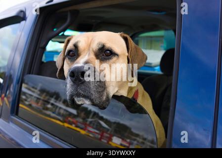 Ein Boxerhund steckt seinen Kopf aus dem Fenster eines blauen Pickup-Trucks. Stockfoto
