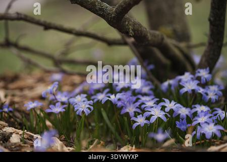 Scilla luciliae Frühlingsblüte. Wildblumen des Frühlings umgeben Baumstämme im Wald, selektive Fokussierung, Nahaufnahme Stockfoto