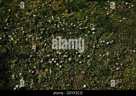 Wildrasen bedeckt mit kleinen weißen Gänseblümchen und frischem grünem Gras im Frühlingssonnenlicht. Natürliche florale Bodentextur mit blühenden Wiesenblumen. Stockfoto
