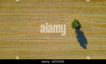 Minimale Luftperspektive eines einzelnen Baumes, der allein auf einem weiten offenen Feld steht, wodurch eine friedliche natürliche Landschaft entsteht. Stockfoto