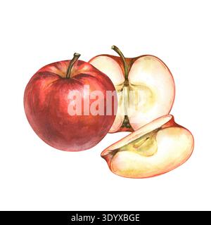 Aquarellrote Äpfel auf isoliertem Hintergrund. Botanische Illustration eines ganzen Apfels, Hälften und Vierteln. Realistische Zusammensetzung reifer Früchte Stockfoto