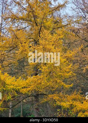 Lärche im Herbst, Dark Peak, Peak District, Derbyshire. Lärchen sind Laubbäume und werfen ihre Nadeln im Herbst ab. Stockfoto