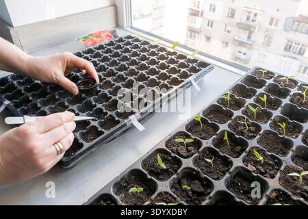 Nahaufnahme einer Person, die mit einer Pinzette eingeweichte Samen in den Boden pflanzt. Grüner Pfefferkeimlinge, die im Frühling in Tabletts am Fenster wachsen Stockfoto