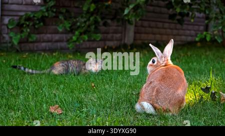 Dekoratives Kaninchen und Katze, die sich auf grüner Graswiese anschauen. Haustiere, die im Sommer im Freien weiden. Das Konzept des Pflanzenfressers und des Raubtiers Stockfoto
