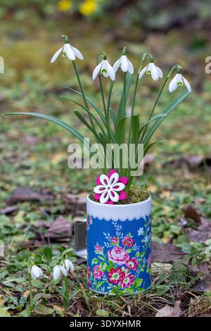 Schneeglöckchen (galanthus nivalis) in einer Tasse im Garten Stockfoto