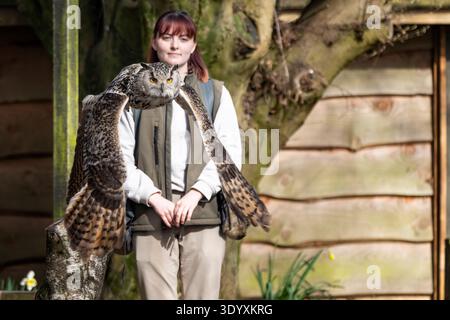 Nahaufnahme einer Uhu, die mit einer weiblichen Hüterin im Hintergrund bei der Ausstellung im Hawk Conservancy, Wiltshire, Großbritannien, am 5. März 2026 wegfliegt Stockfoto