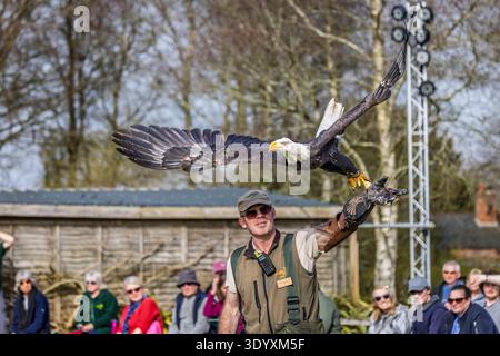 Glatze Eagle startete am 5. März 2026 bei der Flugschau in der Hawk Conservancy, Wiltshire, Großbritannien Stockfoto