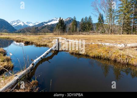 Biber (Castor Fiber) genagt, gefällter Baumstamm, Biberbrüchschäden, Moorteich bei Oberstdorf, Oberallgäu, Allgäu, Bayern, Deutschland, Europa Stockfoto
