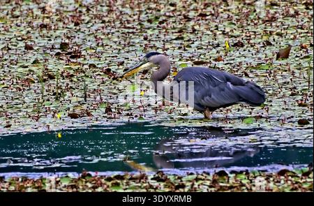 Ein Großblaureiher „Ardea herodias“; Fang von Fischen in einem sumpfigen Gebiet auf Vancouver Island, British Columbia Kanada Stockfoto