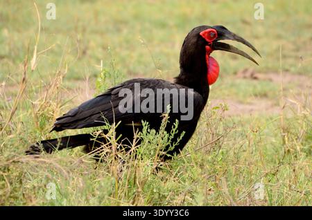 Hornbill im Tarangire Nationalpark, Tansania Stockfoto