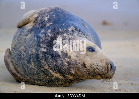 Männliche graue Segel Halichoerus grypus, der sich am North Norfolk Beach in Waxham, Großbritannien, bewegt Stockfoto