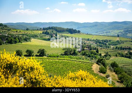 Chianti, Toskana: Sanfte Hügel, Weinberge, Olivenhaine und gelbe Blumen in Blüte Stockfoto