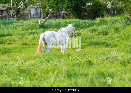 Ein weißes Pferd steht allein auf einem üppigen grünen Feld. Um das Pferd herum befinden sich Bäume und weit entfernte Gebäude in ländlicher Umgebung. Stockfoto