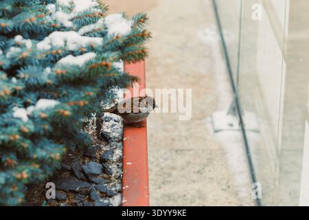 Ein Vogel ruht auf einem schmalen Felsvorsprung nahe einer grünen Pflanze neben einer Glaswand, mit etwas Schnee im Winter Stockfoto