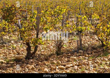 Weinberg von Châteauneuf-du-Pape mit Pebbles oder Galets roulés auf dem Boden. Rhonetal, Frankreich Stockfoto