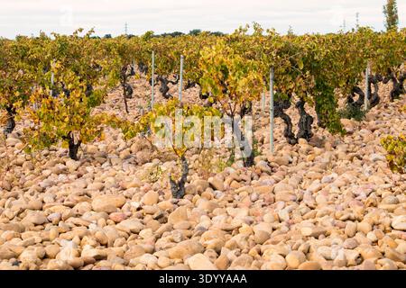 Weinberg von Châteauneuf-du-Pape mit Pebbles oder Galets roulés auf dem Boden. Rhonetal, Frankreich Stockfoto