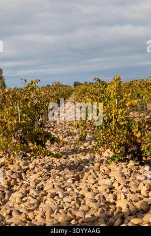 Weinberg von Châteauneuf-du-Pape mit Pebbles oder Galets roulés auf dem Boden. Rhonetal, Frankreich Stockfoto