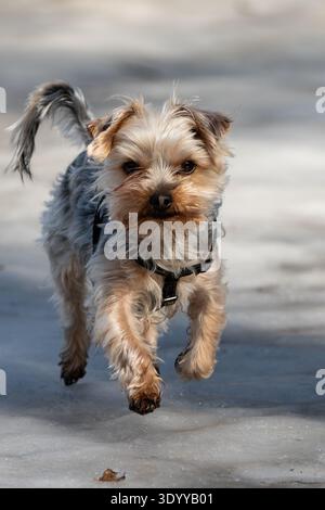 Kleiner Yorkshire Terrier Hund, der in der Frühlingssonne auf gefrorenem Boden läuft, oraz niedliches Yorkie Welpen, das auf Eis steht und in die Kamera blickt. Stockfoto