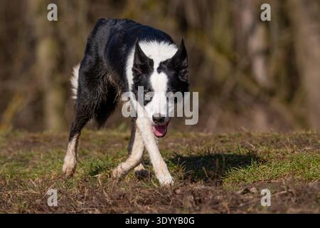Aktiver Border Collie Hund, der an einem sonnigen Frühlingstag auf einem grasbewachsenen Hügel spaziert Stockfoto