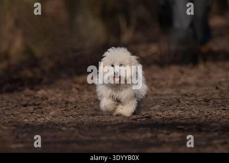 Glücklicher weißer, flauschiger Coton de Tulear-Hund, der durch trockene Blätter im Wald läuft. Stockfoto