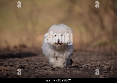 Glücklicher weißer, flauschiger Coton de Tulear-Hund, der durch trockene Blätter im Wald läuft. Stockfoto