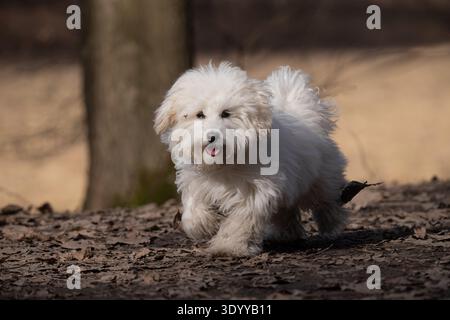 Glücklicher weißer, flauschiger Coton de Tulear-Hund, der durch trockene Blätter im Wald läuft. Stockfoto