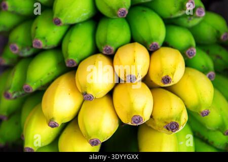 Große Bananen Verschiedene Reife Stockfoto