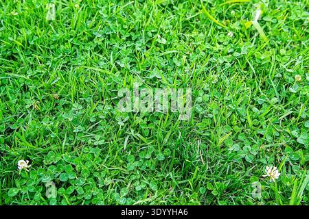 Selektiver Fokus Green Grass Bokeh Nahaufnahme Stockfoto
