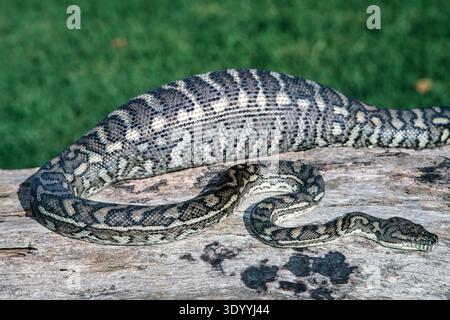 Australischer Küstenteppich Python mit Futter im Magen Stockfoto