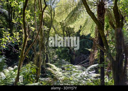 Unterholz auf dem Queen Charlotte Track in der Nähe von Anakiwa, Marlborough Region, Neuseeland Stockfoto