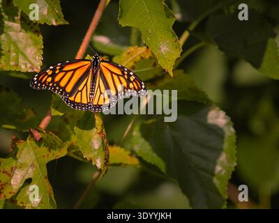Wandernder Monarchschmetterling (Danaus plexippus), der auf Laub im Point Pelee National Park, Ontario, ruht. Stockfoto