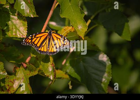 Wandernder Monarchschmetterling (Danaus plexippus), der auf Laub im Point Pelee National Park, Ontario, ruht. Stockfoto