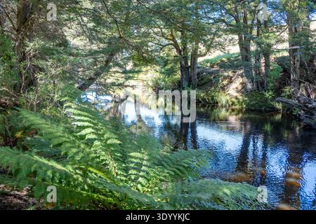 Catlins River, in der Nähe von Tawanui, The Catlins, Otago, Neuseeland Stockfoto