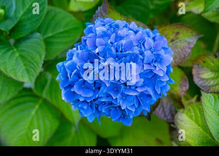 Hortensie macrophylla, Blaue MOPHEAD-Hortensie Stockfoto