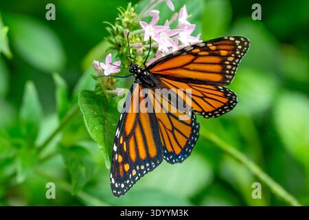 Monarch Butterfly, Danaus plexippus, Kuranda, Queensland, Australien Stockfoto