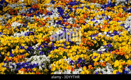 Frühlingsblumen füllen die Wiese mit Leben. Der florale Teppich im Frühling sorgt für eine dekorative Naturstruktur. Frühlingsblumen wachsen in sonniger Natur Stockfoto