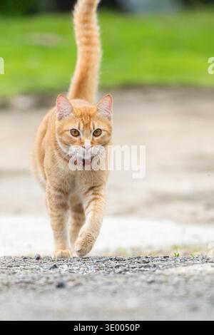Eine Ginger Tabby Katze läuft draußen auf einem Pfad. Die Katze hat ihren Schwanz angehoben. Grünes Gras und klarer Himmel stehen im Hintergrund. Es ist ein sonniger Tag Stockfoto