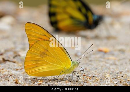 Orangenalbatross (Appias nerowith) Schmetterling geschlossene Flügel auf sandigem Boden in Malaysia Stockfoto