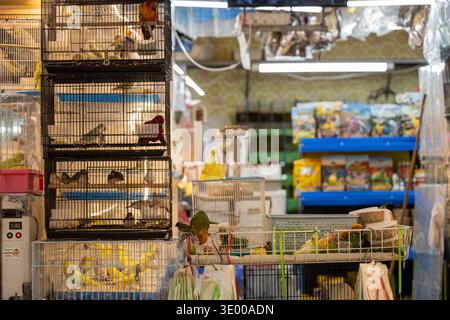 Bangkok Thailand 27. Januar 2026. Auf dem Chatuchak-Markt werden gestapelte Käfige mit Papageien und kleinen Vögeln ausgestellt Stockfoto