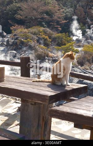 Niedlicher Ingwer und weiße streunende Katze sitzen auf einer hölzernen Promenade in der Nähe von Natural Hot Spring Steam, Nagasaki, Japan Stockfoto